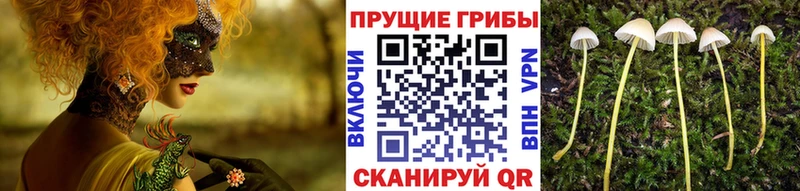 Псилоцибиновые грибы Magic Shrooms  что такое   hydra tor  Очёр 